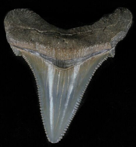 Serrated, Angustidens Tooth - Megalodon Ancestor #61696